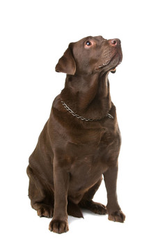 巧克力拉布拉多獵犬