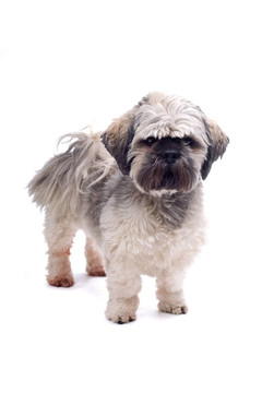 西施犬