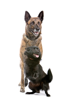 兩個牧羊犬