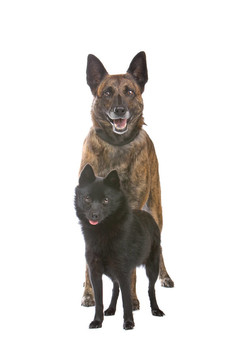 兩個牧羊犬