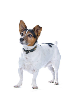 杰克羅素梗犬