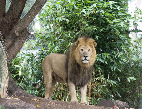 獅子站立
