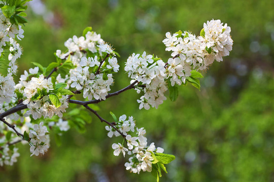 盛開(kāi)的櫻花樹(shù)