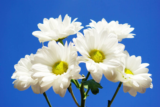 chamomiles