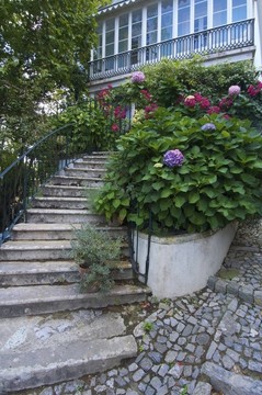 典型的花園