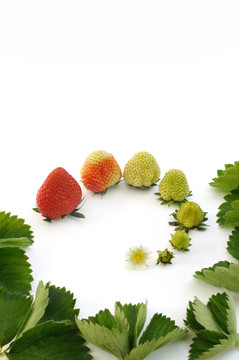 白色的草莓生長(zhǎng)