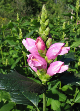 Blooming Chelone obliqua；圖草