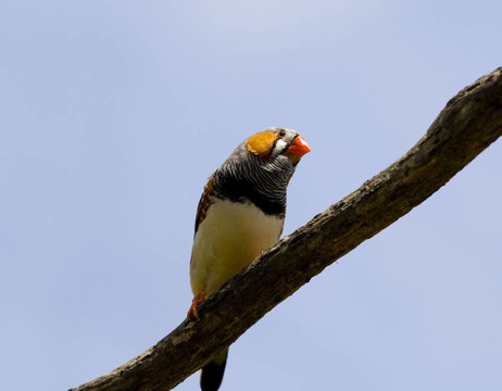 斑馬Finch