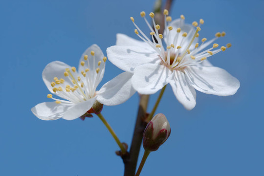 早春櫻桃花