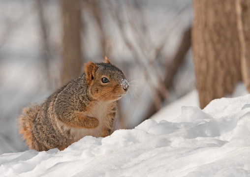 Fox Squirrel（Sciurus niger）