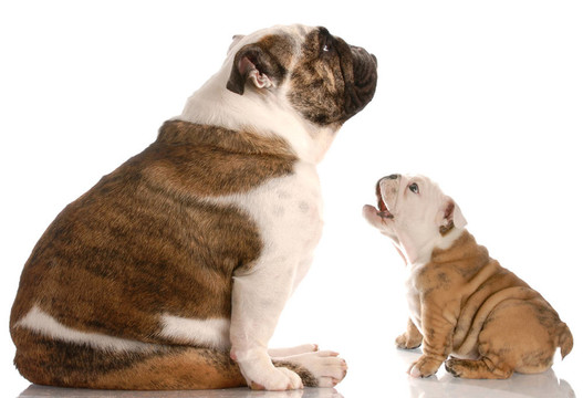 有趣的狗打架斗牛犬狂吠，媽媽