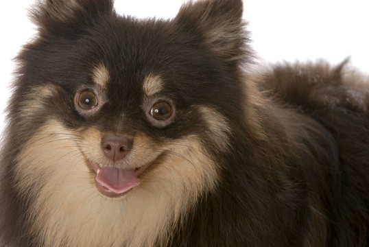 博美犬的小狗