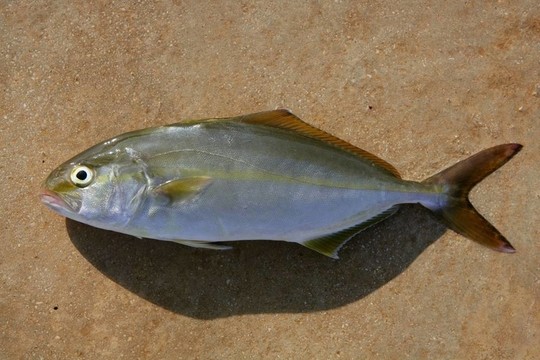 魚魚魚大螄dumerili