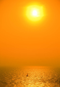 太陽帆船