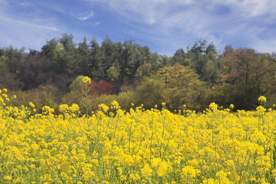 春季花卉場