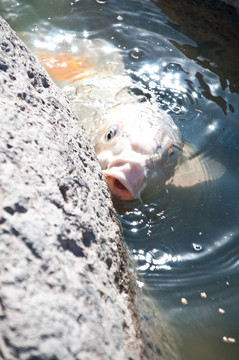 錦鯉魚
