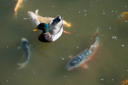 錦鯉魚