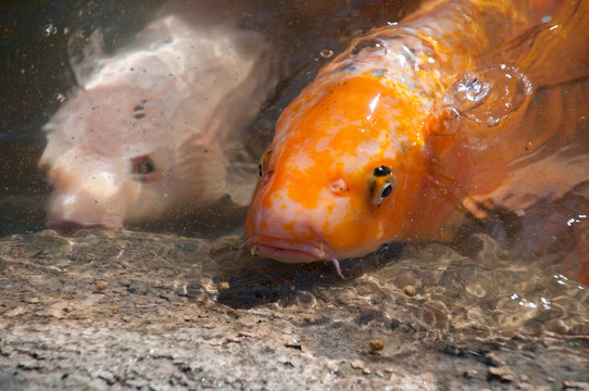 錦鯉魚