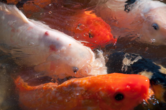 錦鯉魚(yú)