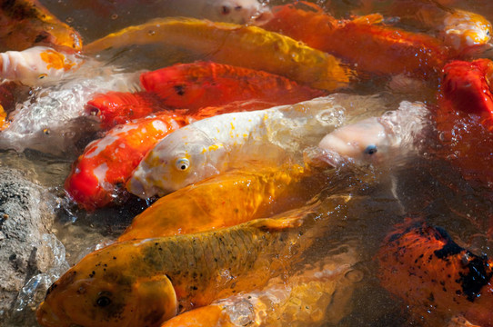 錦鯉魚