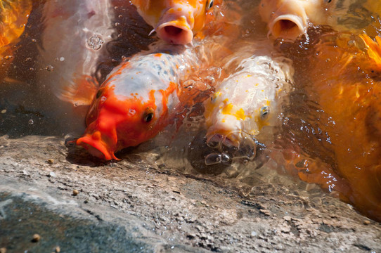 錦鯉魚
