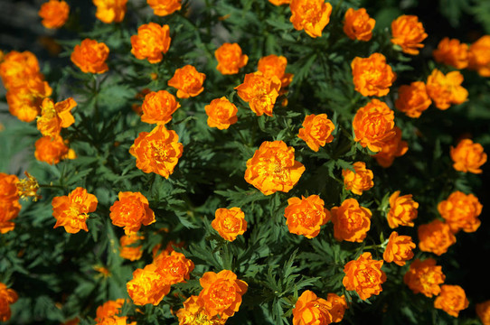 西伯利亞金蓮花