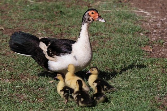 Muscovy Duck和小鴨子