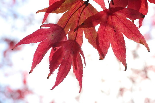 紅日本楓