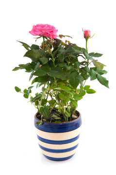 Pink rose bush在花盆里