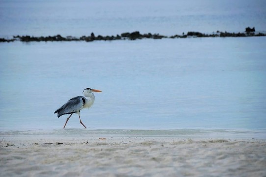 海鳥