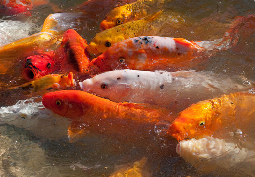 錦鯉魚