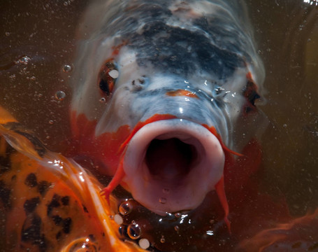 錦鯉魚