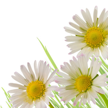 雛菊花；春季花藝設(shè)計