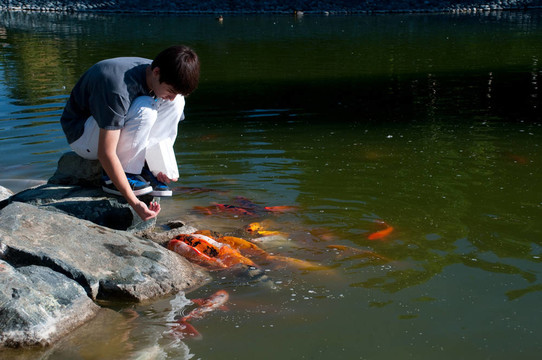 錦鯉魚
