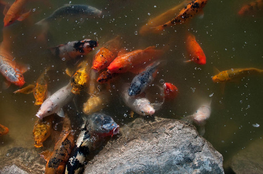 錦鯉魚