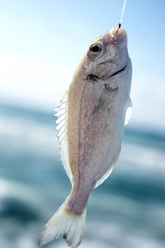 海上垂釣