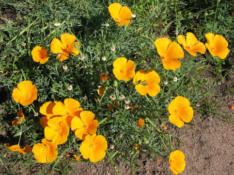 Eschscholzia夜蛾或加利福尼亞罌粟；家庭Papaveraceae