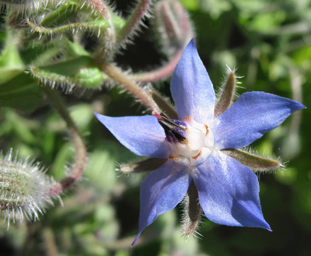 Flower borago（琉璃苣）；一家Boraginaceae