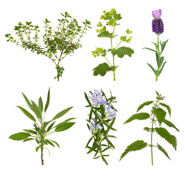 草本植物，葉的選擇