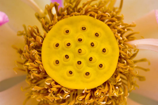 關(guān)閉一個(gè)蓮花