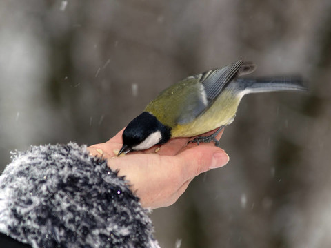 山雀一鳥在手
