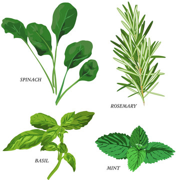 草本植物