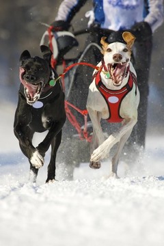 在西伯利亞雪橇犬比賽在冬季前視圖找到更大的圖片在這里：[網(wǎng)址= http://www.istockp