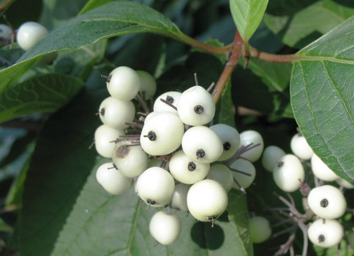 Cornus Alba白色的漿果