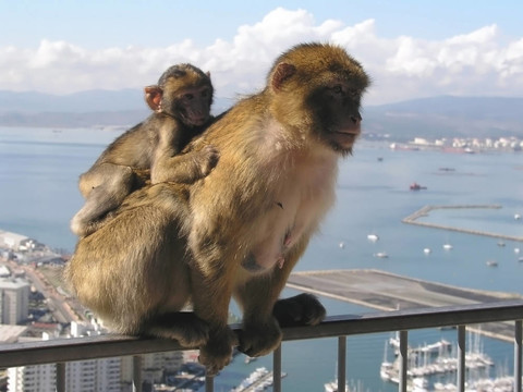 巴巴利猿在直布羅陀