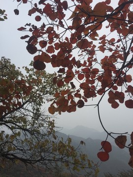 紅葉