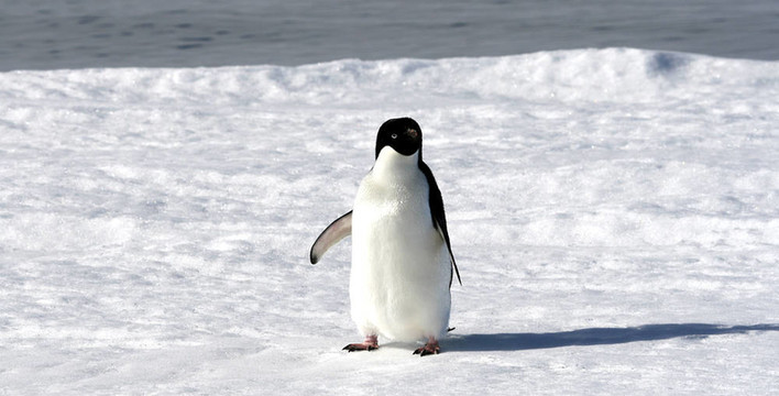 Adelie penguin（Pygoscelis adeliae）