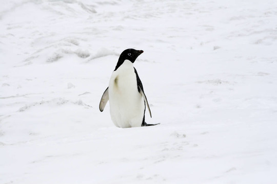 Adelie penguin（Pygoscelis adeliae）