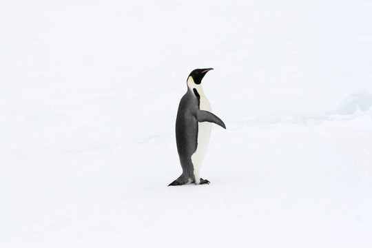 皇帝企鵝（Aptenodytes forsteri）