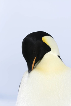 皇帝企鵝（Aptenodytes forsteri）